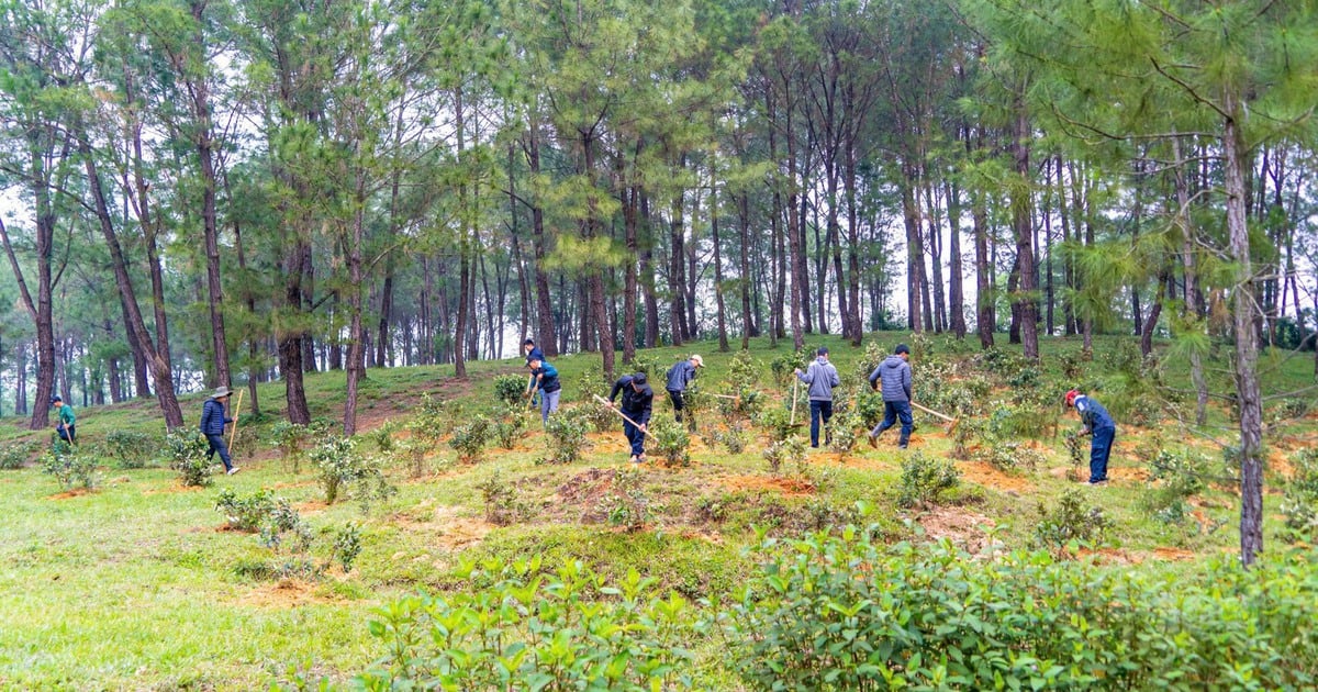 King Gia Long's tomb has more than 1,000 trees planted.