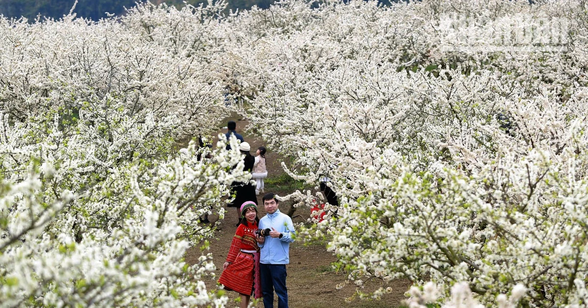 [Ảnh] Đầu Xuân, hòa mình giữa “Miền cổ tích trắng”