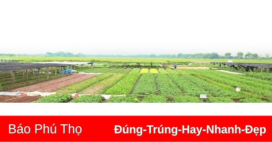 Lợi ích “kép” từ nông nghiệp cận đô thị