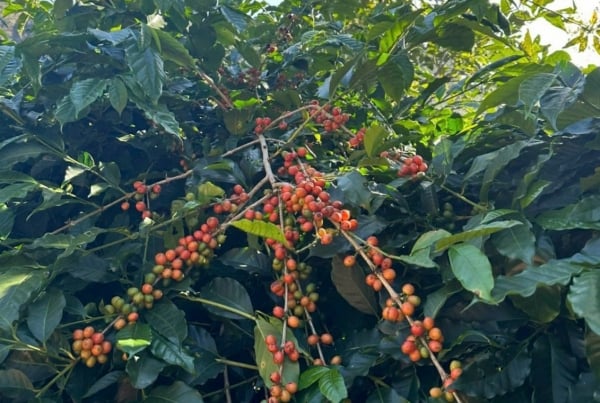 Coffee price forecast for tomorrow, February 7, 2025, "breaks" historical milestone