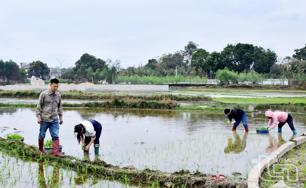 Ngay sau Tết, bà con nông dân xã Nam Hòa (Đồng Hỷ) khẩn trương xuống đồng gieo cấy lúa xuân.