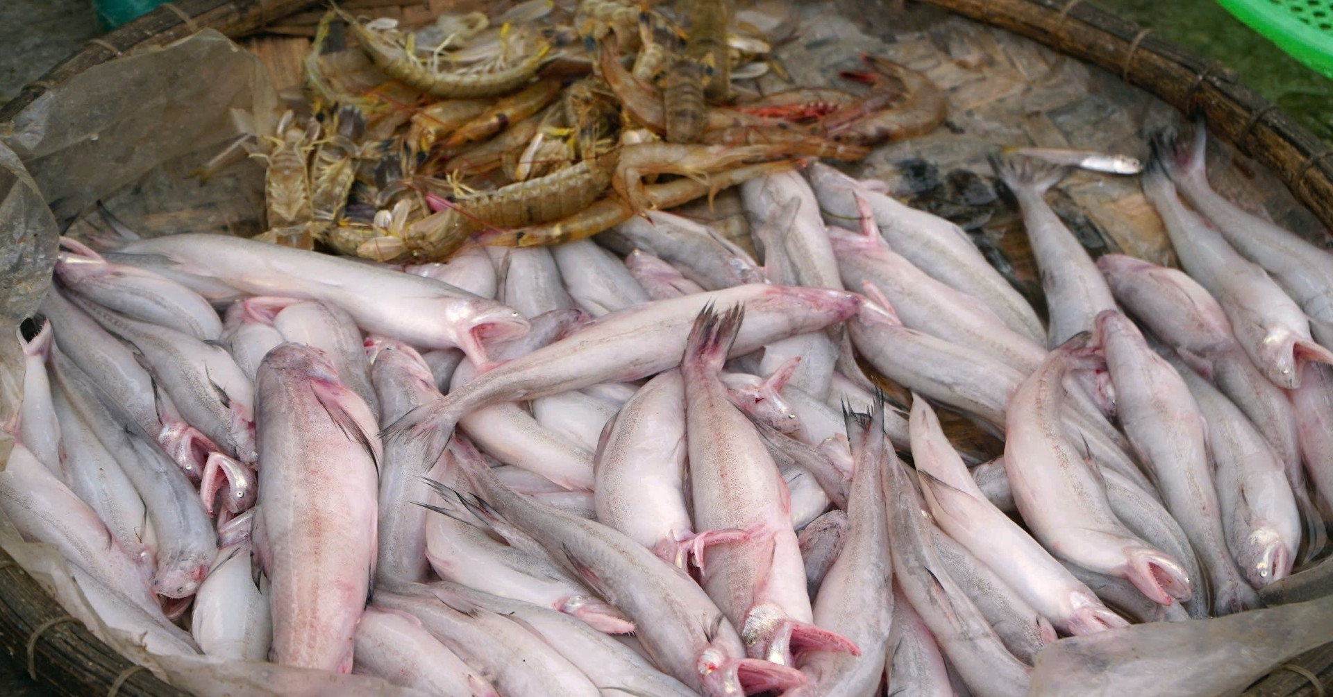 Les pêcheurs ont fait un carton avec un type de poisson aussi tendre que des vermicelles, vendu à des millions de dongs, toujours vendu