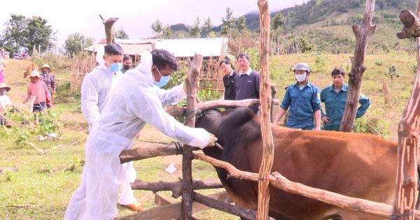 Un district de Kon Tum est touché par une épidémie de fièvre aphteuse.