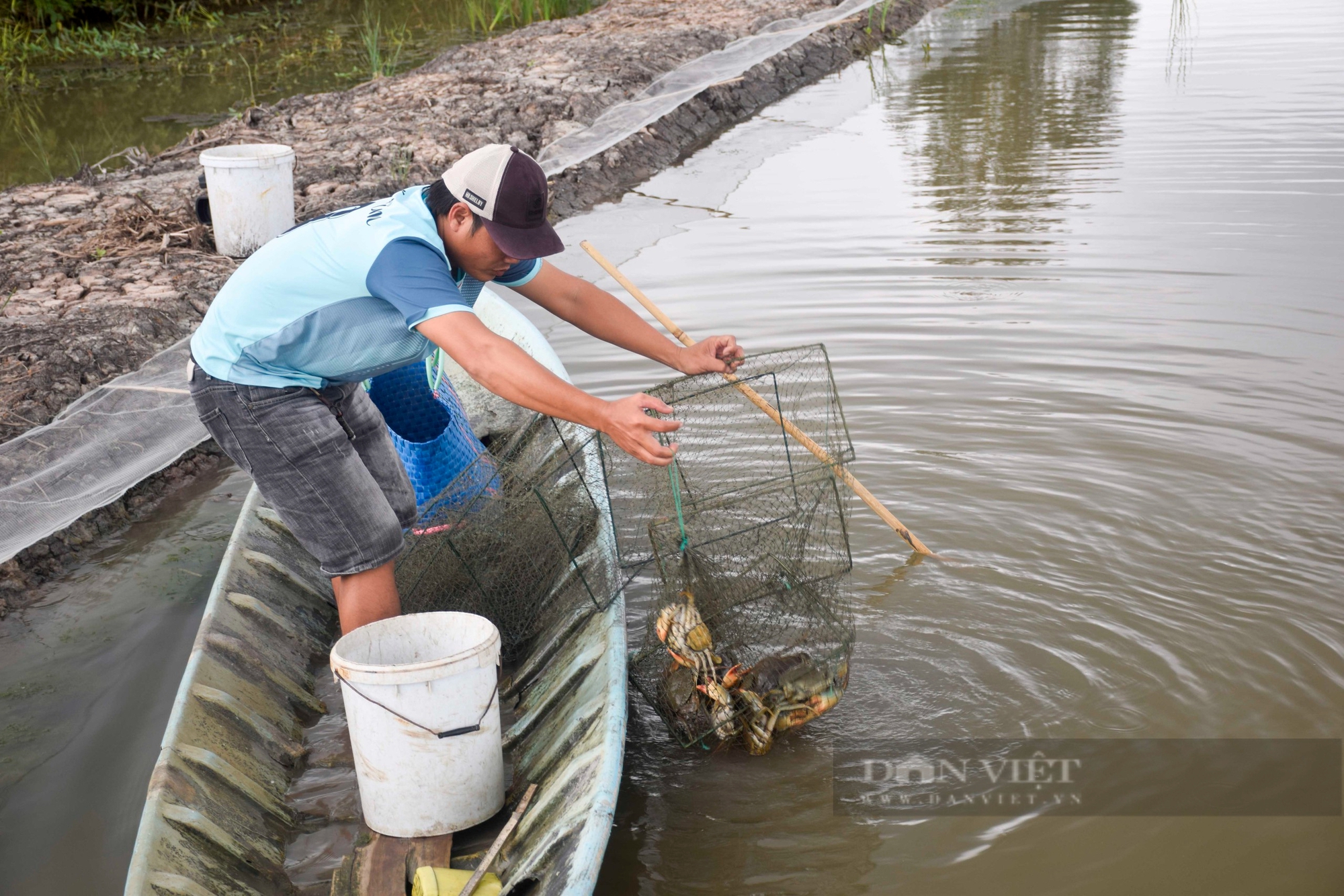 Mua con “8 cẳng 2 càng”  về vỗ béo canh giá trước, trong và sau Tết, nông dân Cà Mau có lãi to  - Ảnh 2.