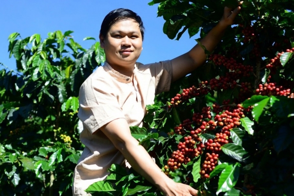 Les prix du café sur le marché intérieur ont fortement baissé aujourd'hui, le 5 février 2025