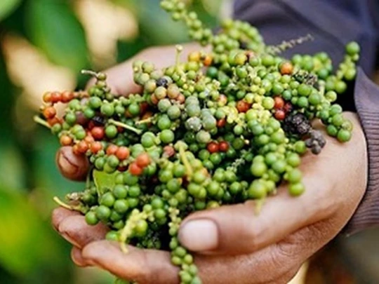 Agricultural product prices on February 6, 2025: Coffee and pepper both increased sharply