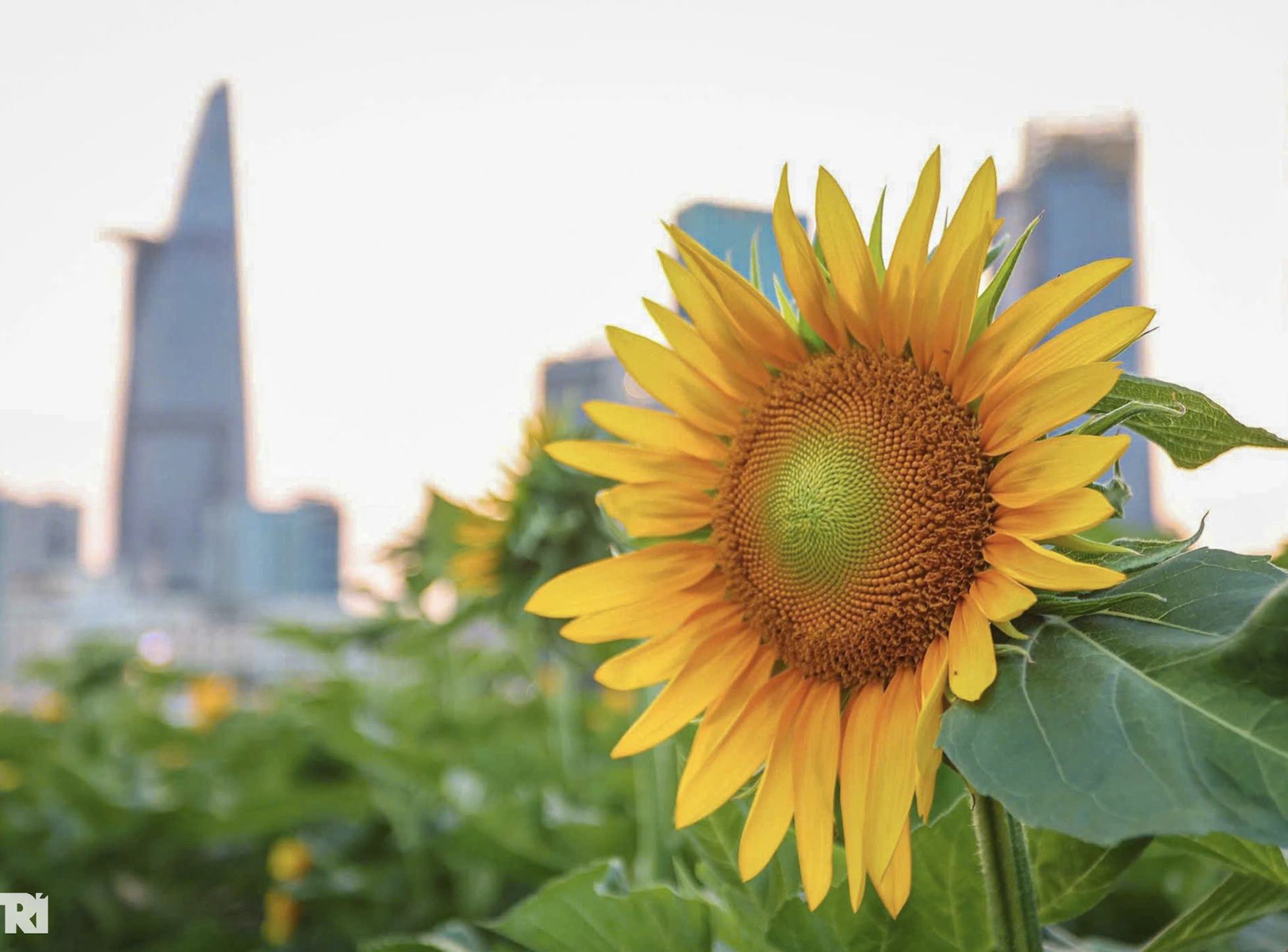 Young people enjoy the sunflower fields along the Saigon River