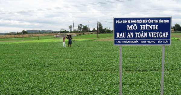 Sorprendido al visitar áreas especializadas en el cultivo de vegetales limpios en Binh Dinh, después del Tet todo el pueblo estaba feliz