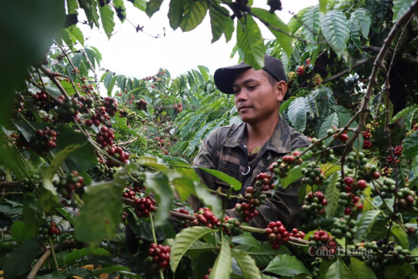 ¿Qué debe hacer la industria del café ante las regulaciones antideforestación de la UE?