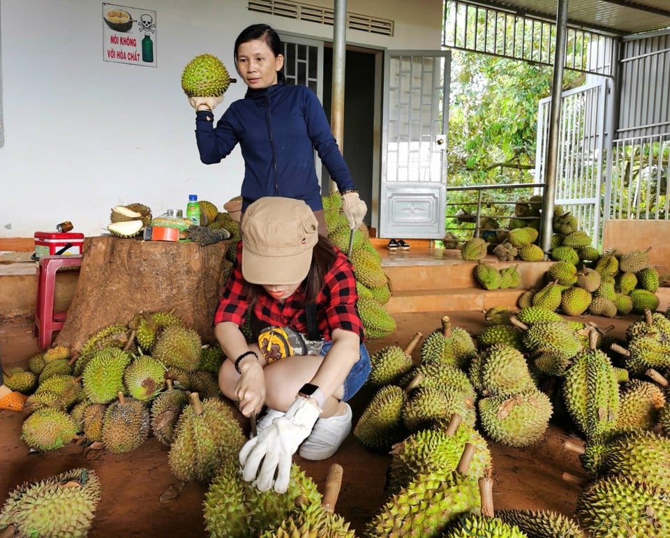 China ist der wichtigste Verbrauchermarkt für vietnamesische Durian. Illustration