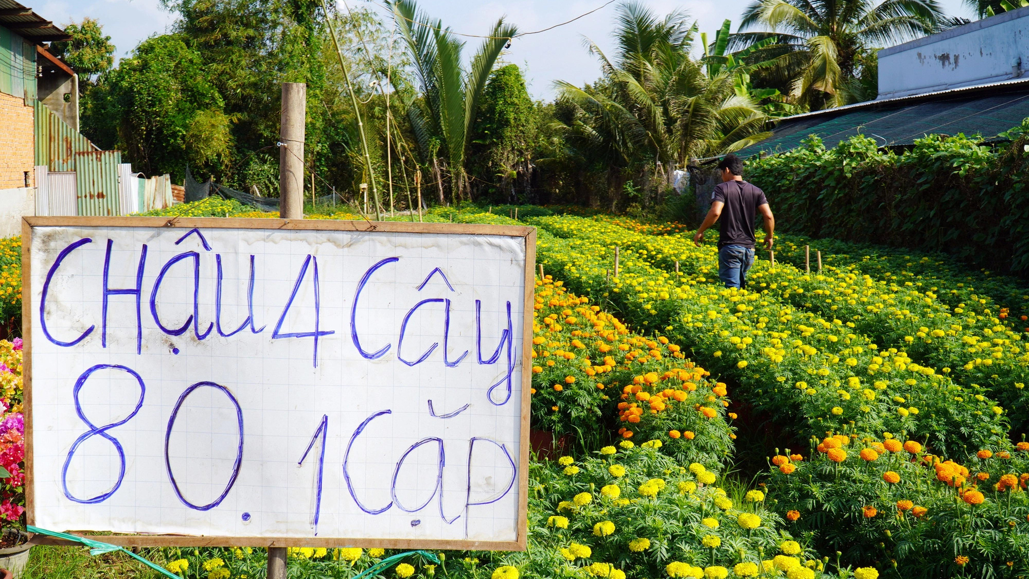 Hoa Tết: nhà vườn thắng, thương lái... mếu! - Ảnh 3.