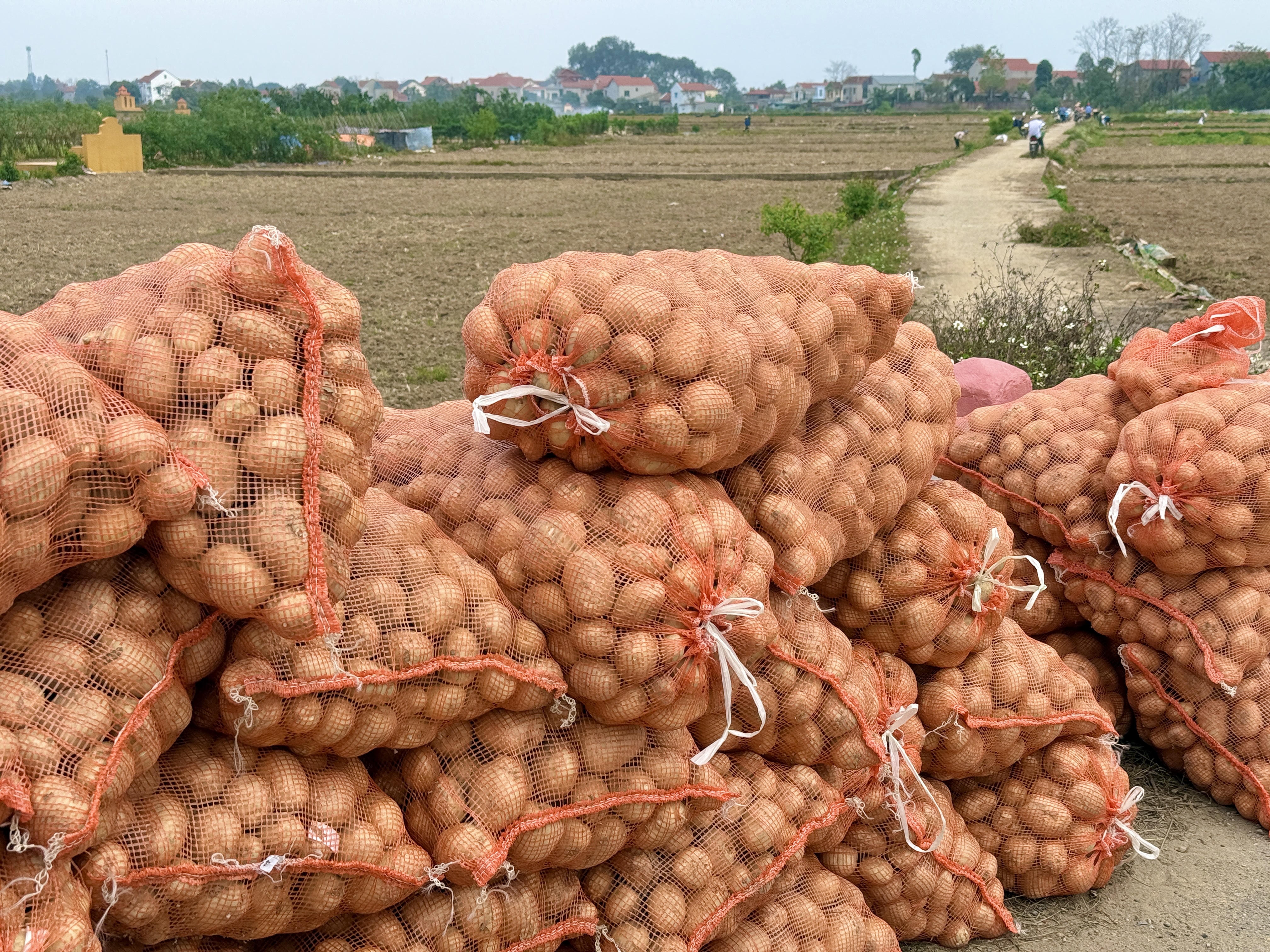 Sơn Vi đón lộc đầu Xuân