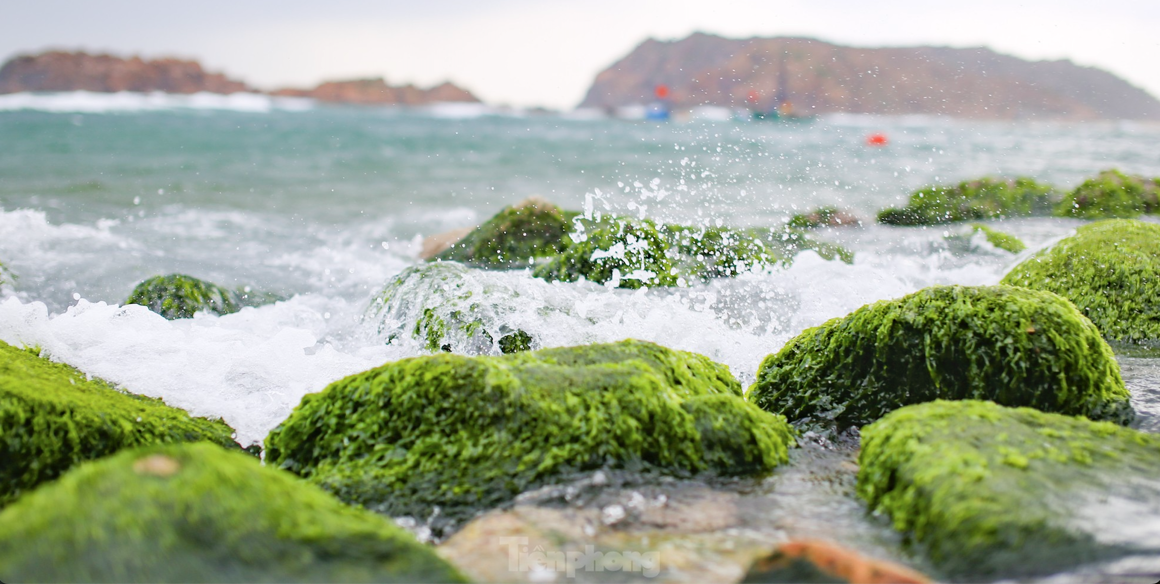 Enjoy checking in on the lush green moss carpet on the first day of the new year