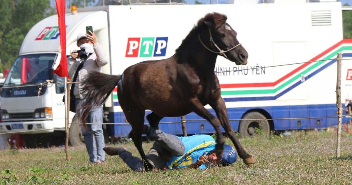 Courses hippiques uniques de chevaliers fermiers