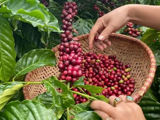 Prix ​​des produits agricoles au 7 février 2025 : Le café et le poivre en forte hausse