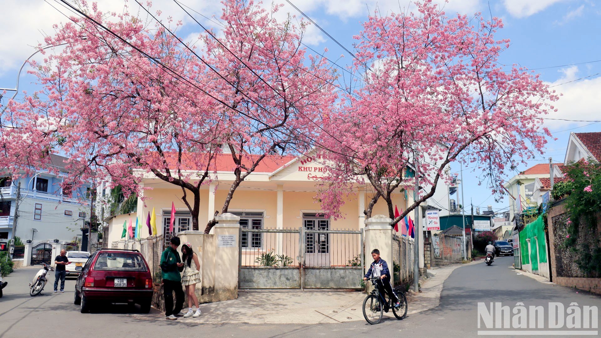 [Photo] ดื่มด่ำกับสีสันของดอกซากุระที่เมืองบนภูเขาดาลัต ภาพที่ 2