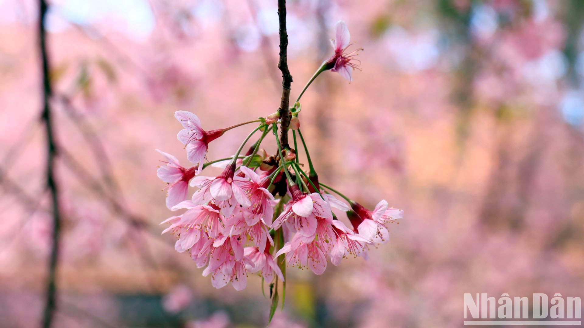 【写真】山間の街ダラットで桜色に染まる写真13