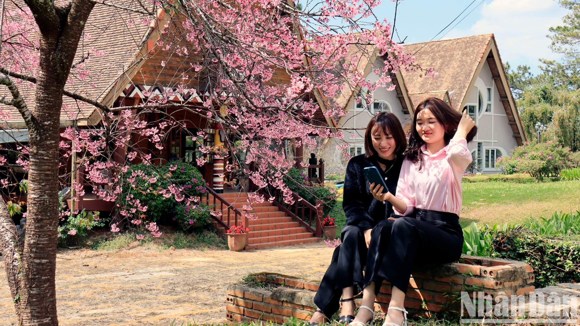 【写真】山間の街ダラットで桜色に染まる 写真8