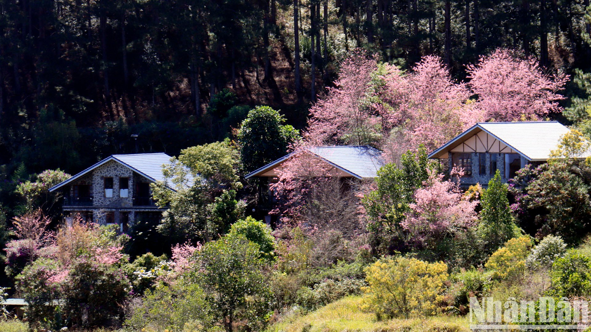 【写真】山間の街ダラットで桜色に染まる写真12