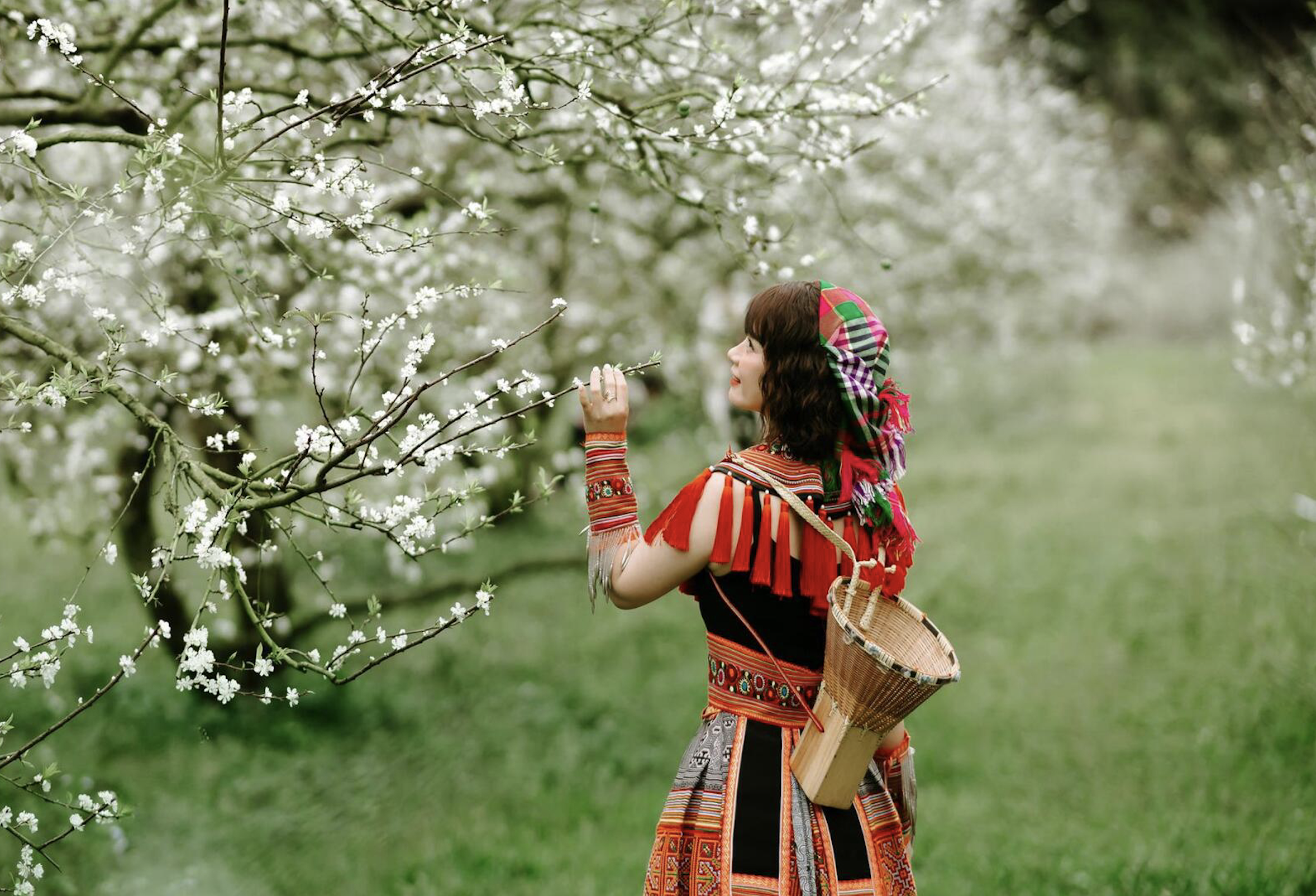 Go to Moc Chau to see the plum blossom valley blooming with pure white color