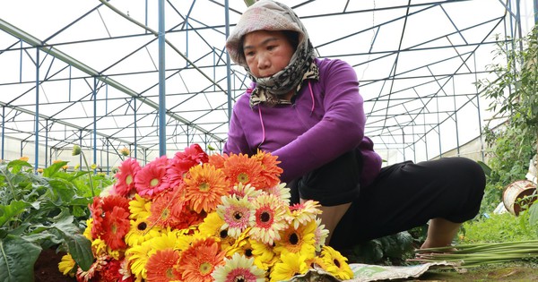 This is the type of agricultural product that increases 5-6 times more than usual in Da Lat.