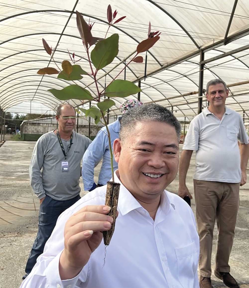 M. Nguyen Van Thien, président du groupe Xuan Thien, a visité la pépinière d'eucalyptus en Angola pour planter des millions d'hectares de forêt afin de fournir du charbon de bois au complexe Green Steel.