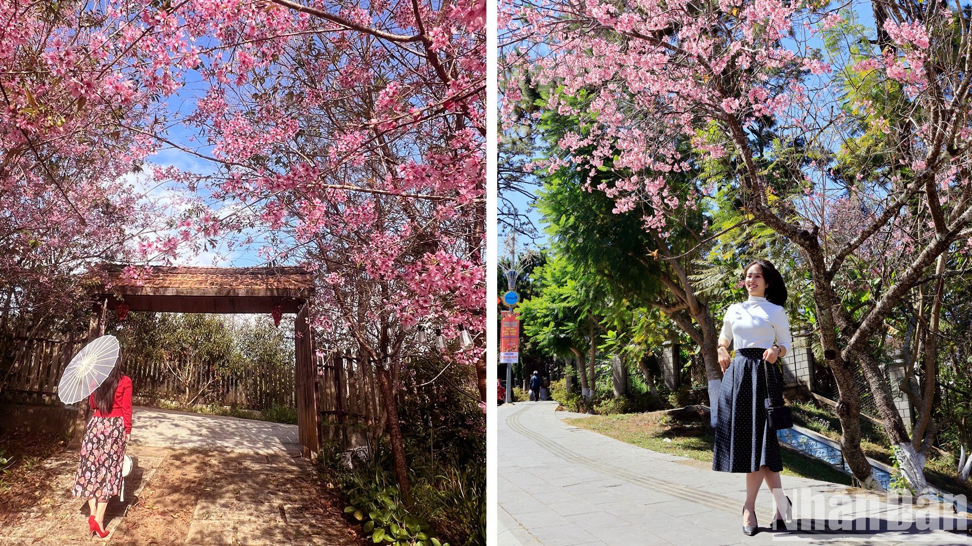 【写真】山間の町ダラットで桜色に染まる写真16