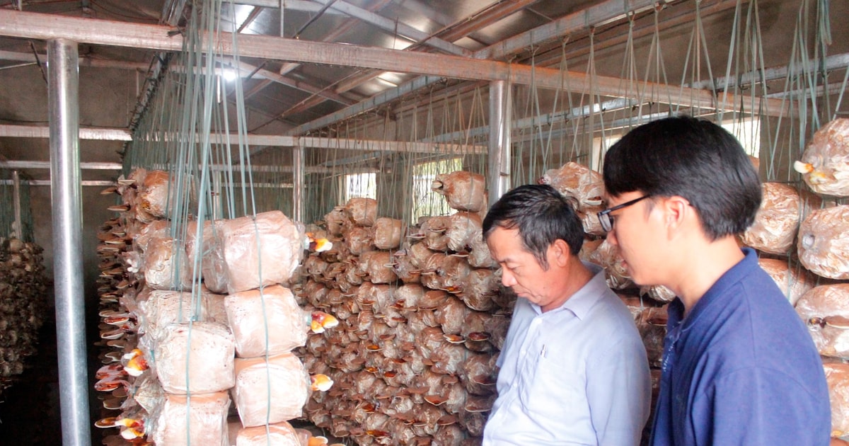 Nui Thanh removes difficulties for cooperative economy