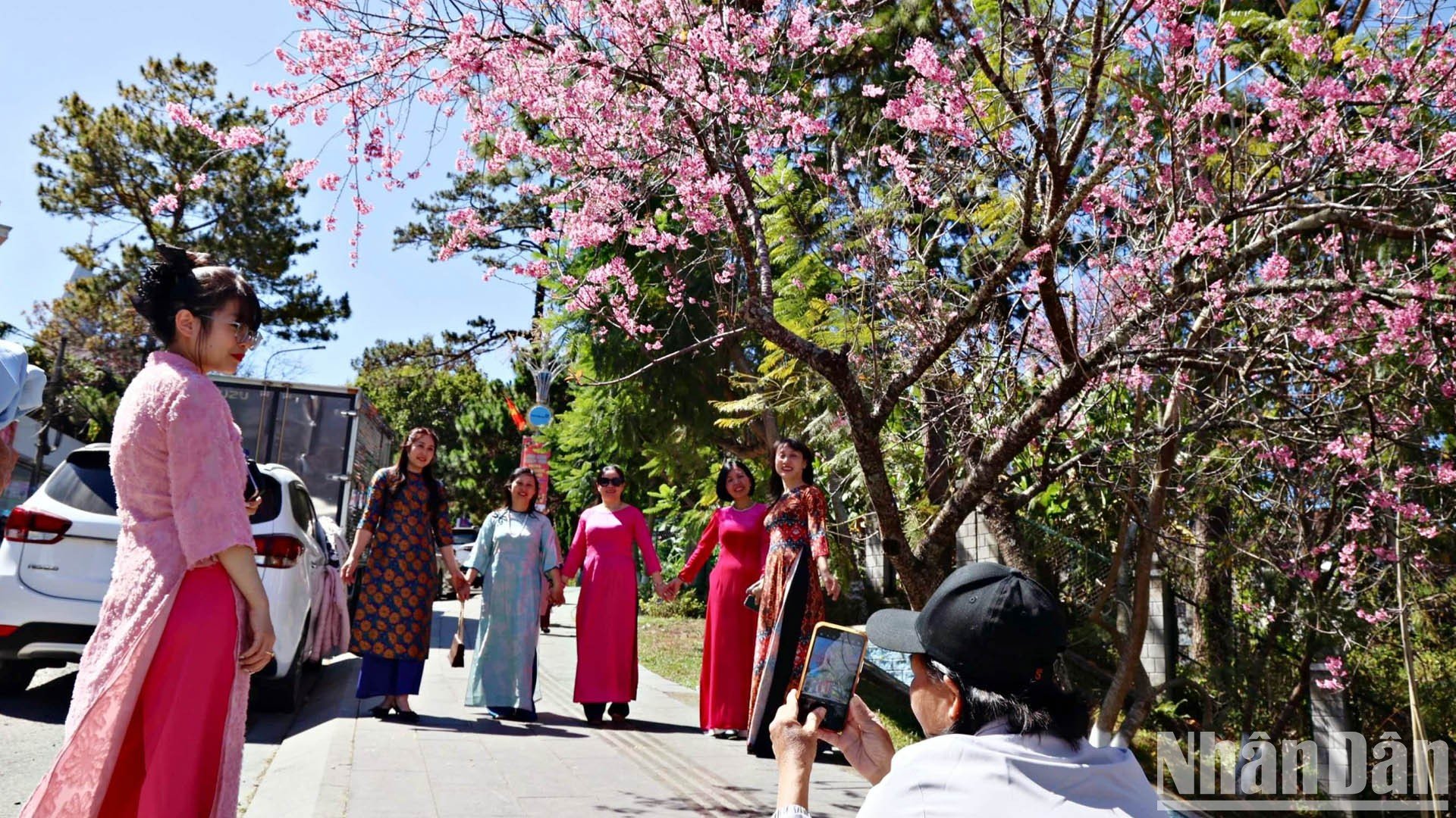 【写真】山間の街ダラットで桜色に染まる写真11