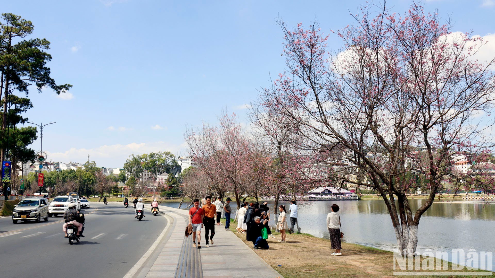 【写真】山間の街ダラットの桜色に酔いしれる 写真3