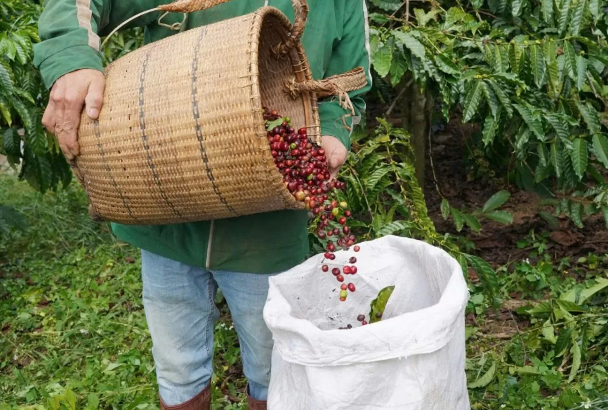 Dự báo giá cà phê ngày mai 8/2/2025: