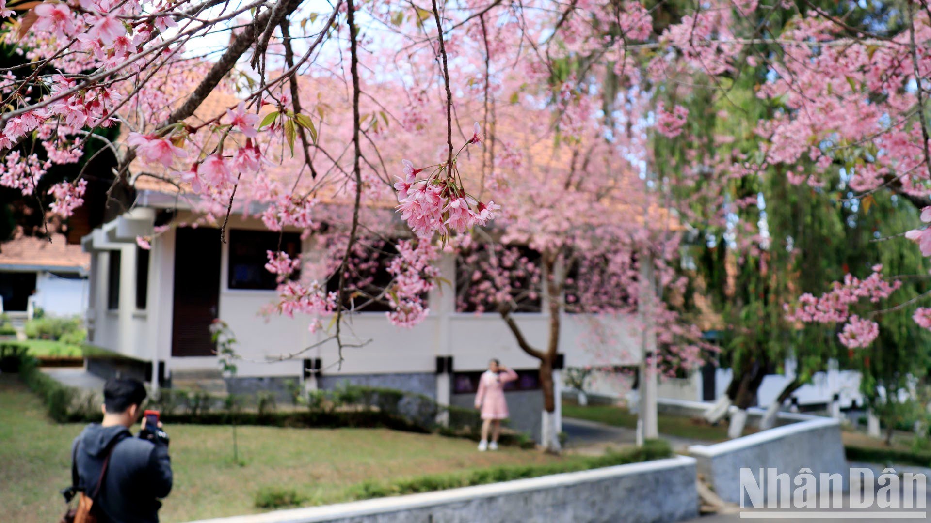 【写真】山間の街ダラットで桜色に染まる写真6