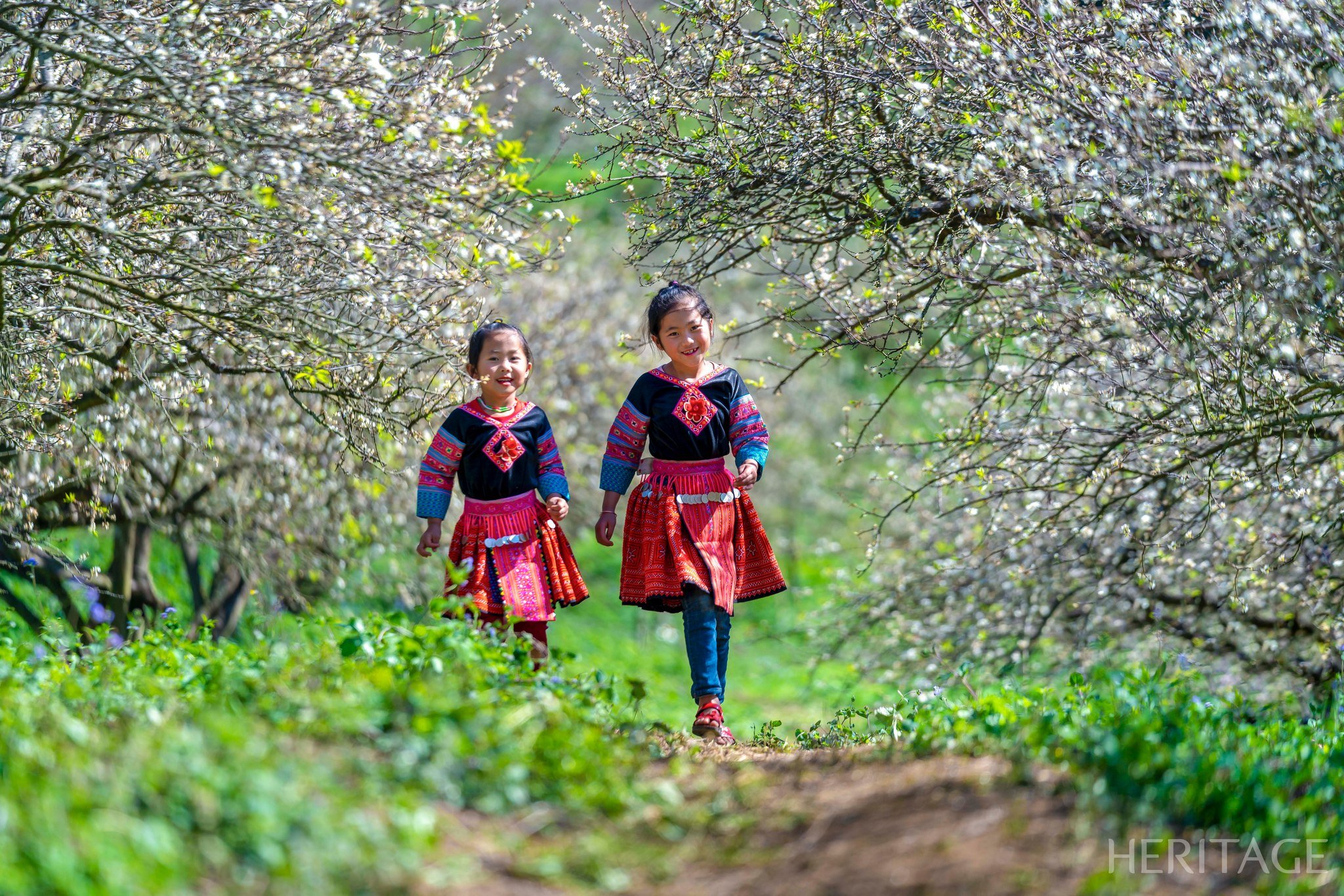 „Kleine Blumen“ im Pflaumenblütenwald des Nordwestens