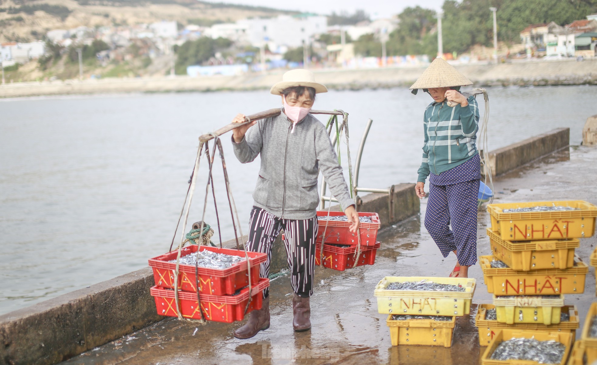 Ngư dân Bình Định 'hốt lộc' đầu năm ảnh 5