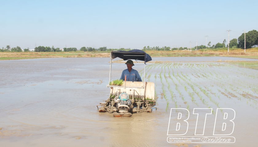 កុំដាំជាដាច់ខាតនៅថ្ងៃដែលសីតុណ្ហភាពទាបជាង 15 អង្សាសេ។