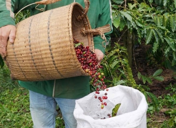 Inlandskaffeepreise werden voraussichtlich am 8. Februar 2025 sinken