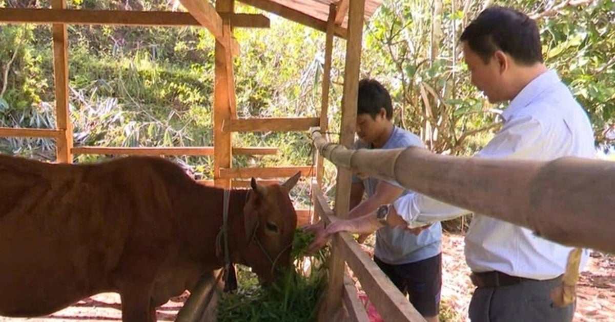 Bùng phát dịch lở mồm long móng trên trâu, bò ở Kon Tum