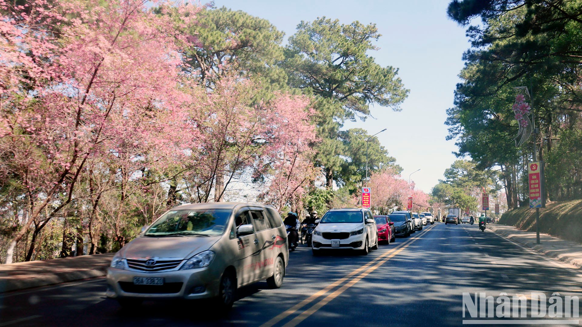 【写真】山間の街ダラットの桜色に酔いしれる 写真4