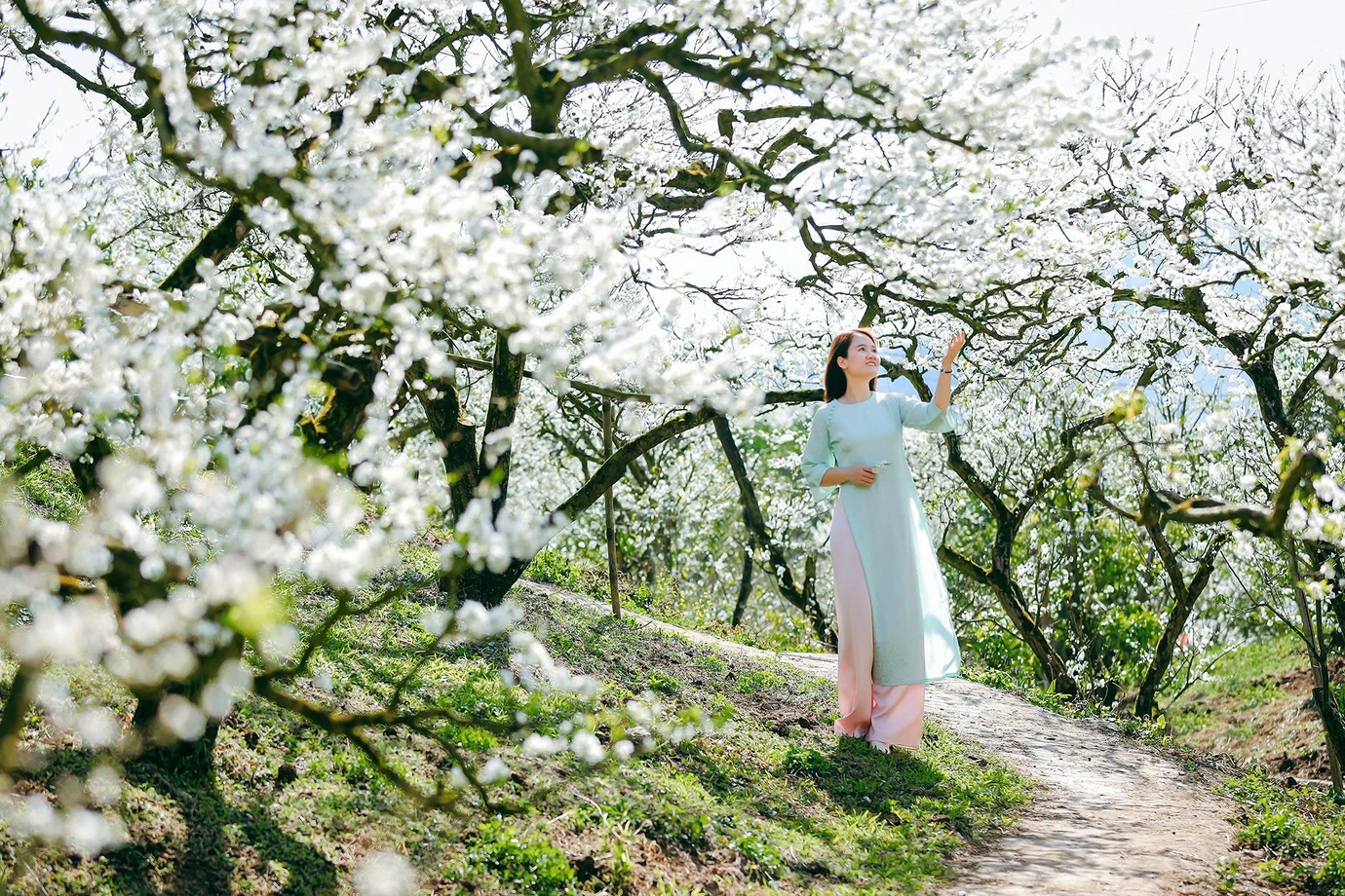 Pflaumenblüten blühen weiß in Moc Chau, Touristen können für nur 30.000 VND frei Fotos machen