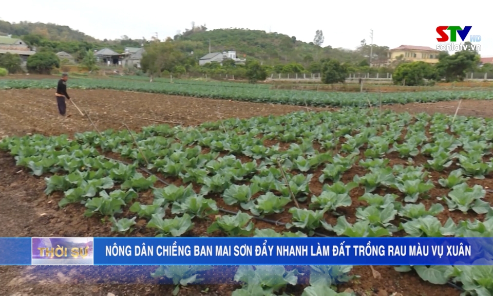 Les agriculteurs de Chieng Ban Mai Son accélèrent la préparation des terres pour la plantation de légumes de printemps