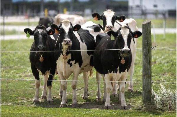 Second strain of bird flu detected in dairy cows in the US