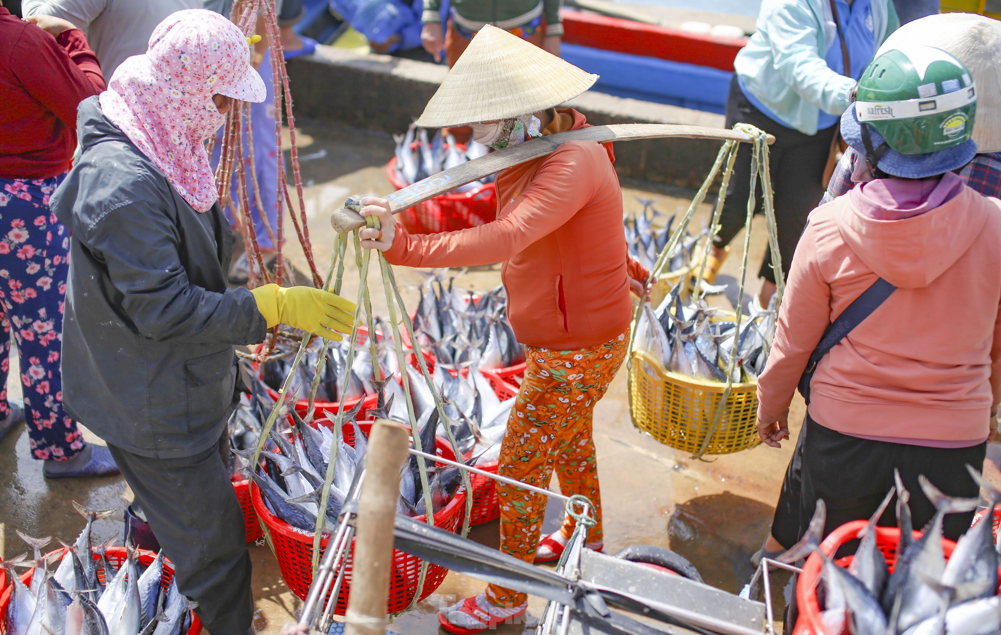 Ngư dân Bình Định 'hốt lộc' đầu năm ảnh 16