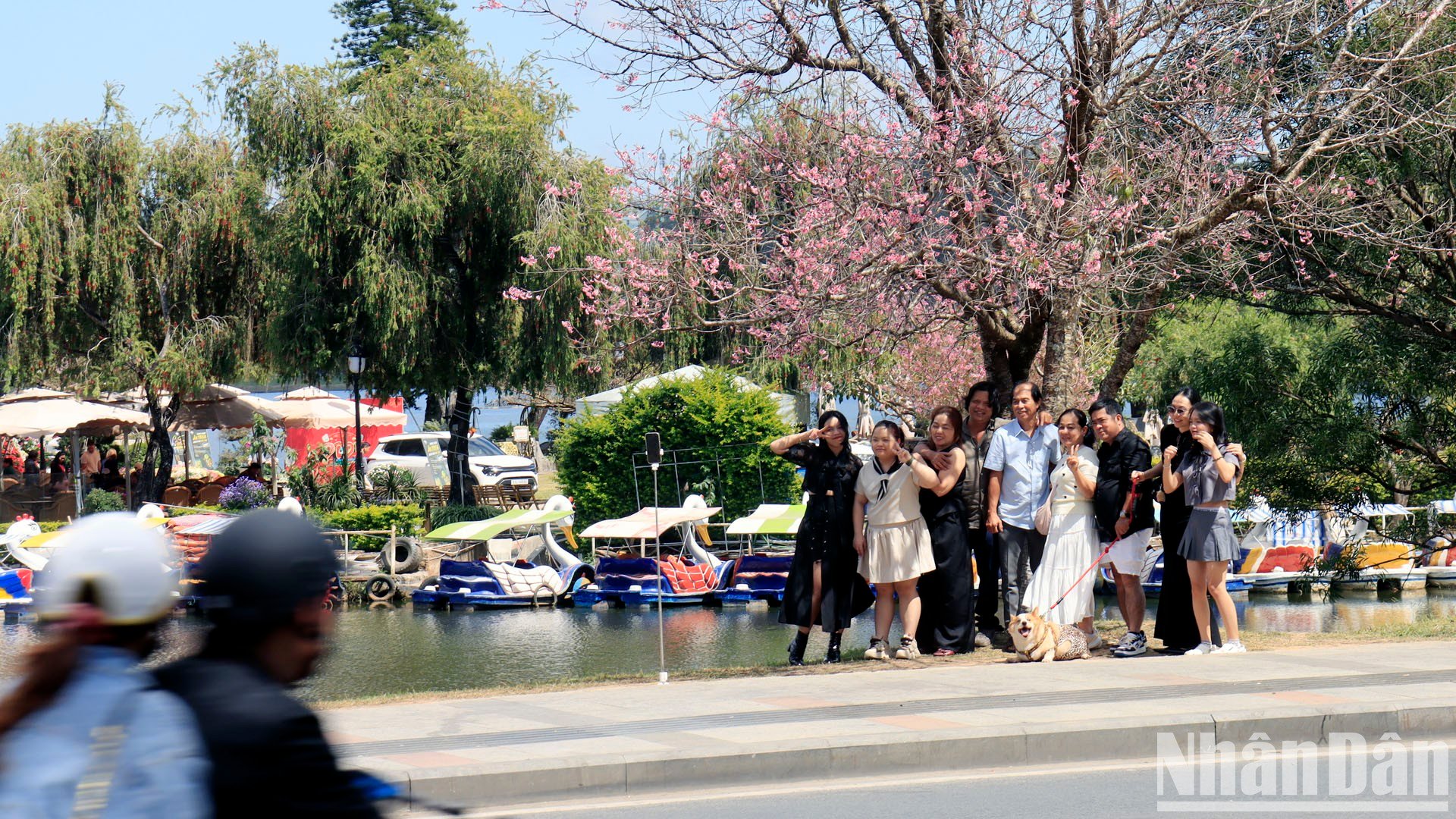 【写真】山間の街ダラットで桜色に染まる写真15