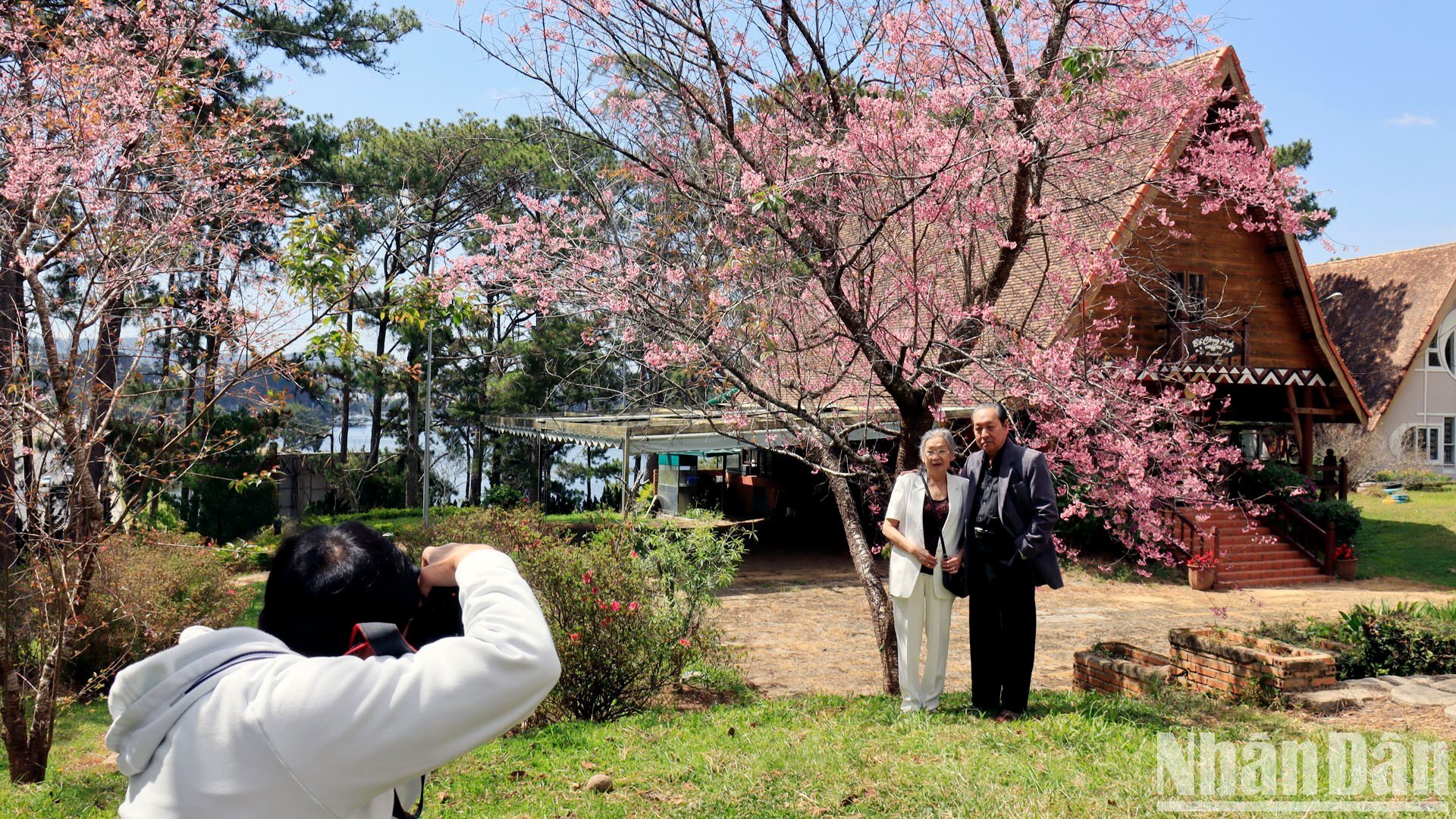 【写真】山間の街ダラットで桜色に染まる写真9