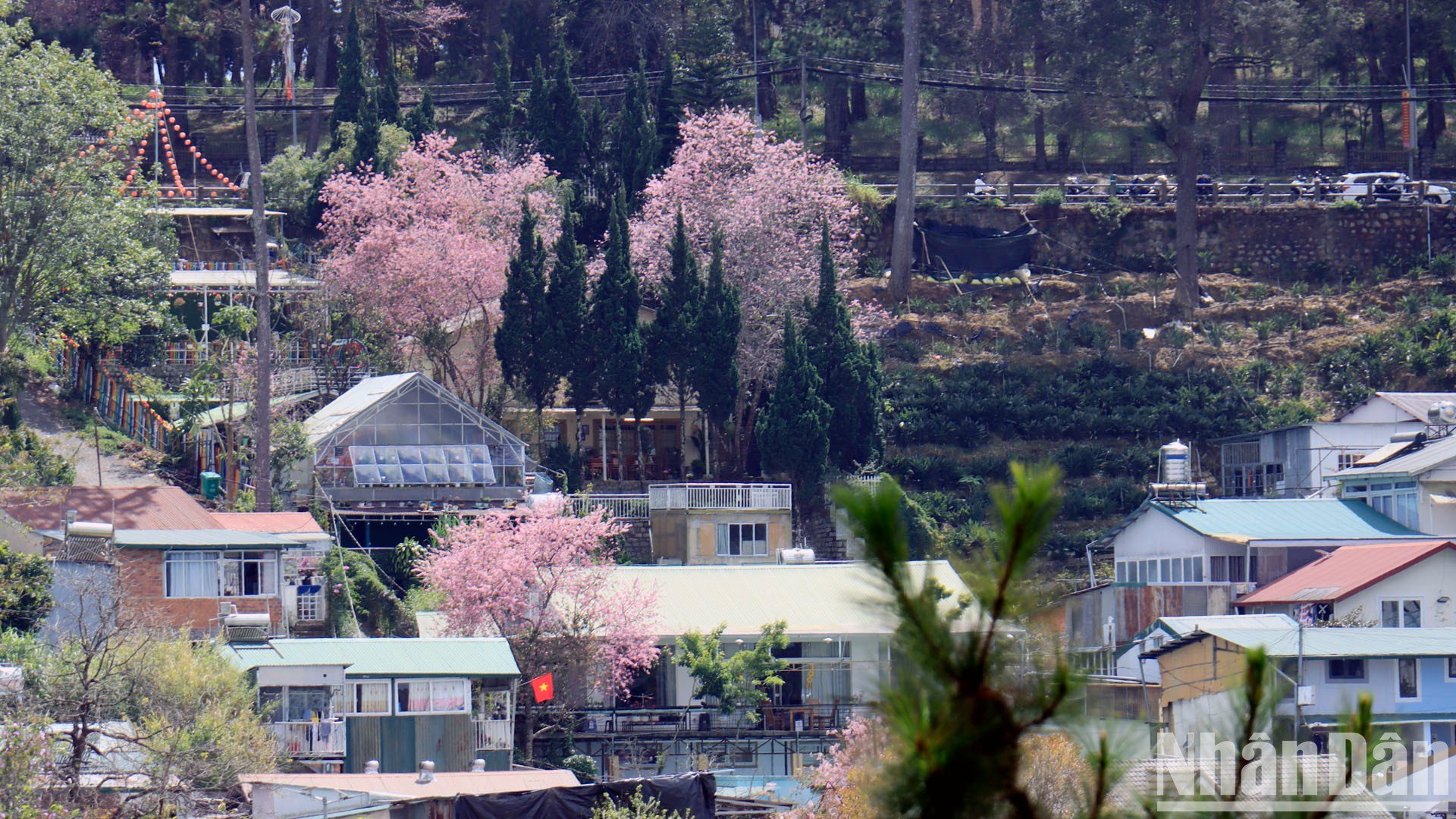 【写真】山間の町ダラットで桜色に染まる写真17