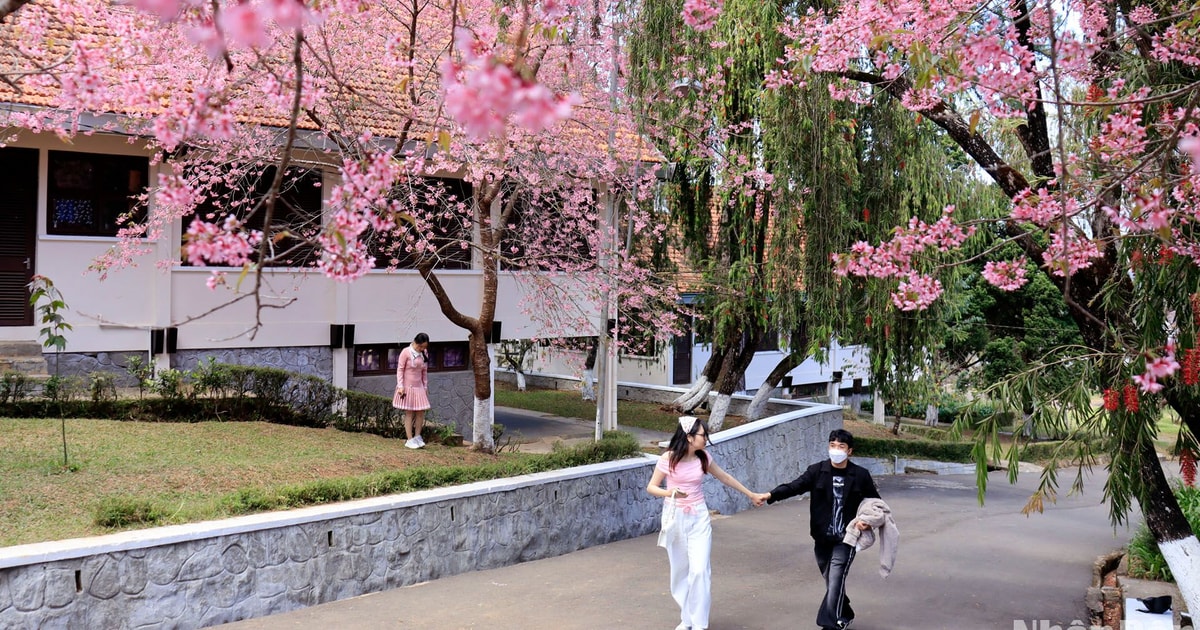 【写真】山間の町ダラットの桜色に酔いしれる