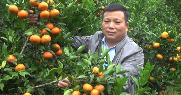 Growing Canh oranges on terraced fields in a district of Bac Kan brings good income.