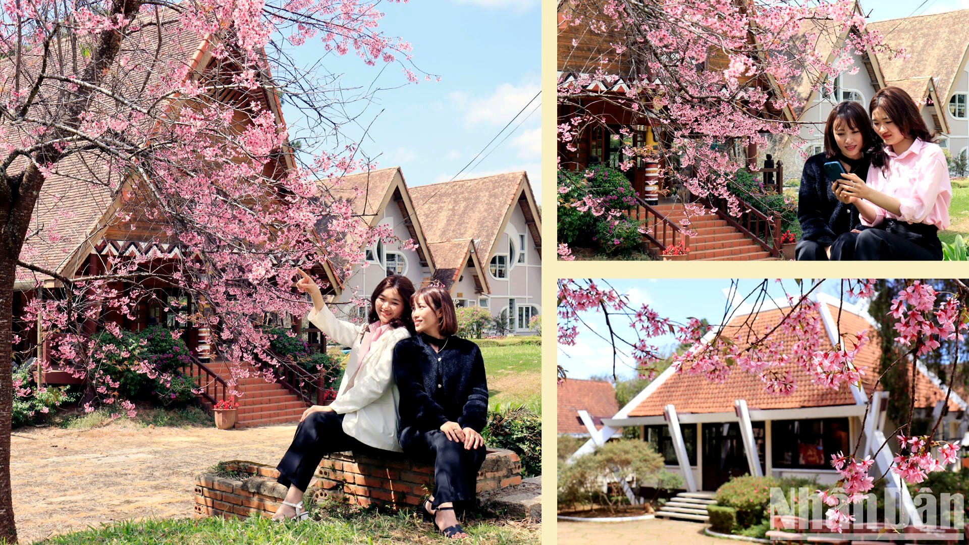 【写真】山間の町ダラットで桜色に染まる 写真1