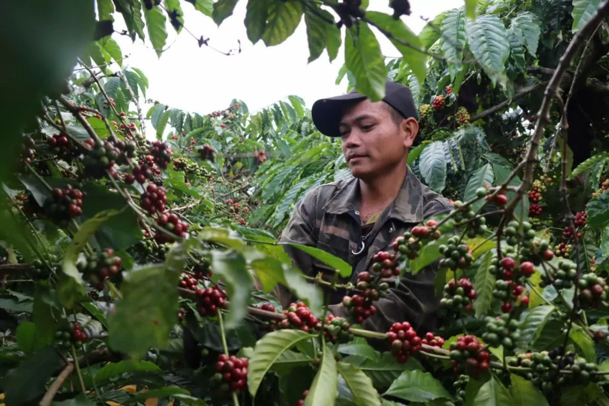 What should the coffee industry do in the face of EU anti-deforestation regulations?