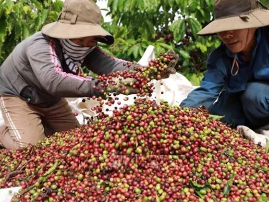 Coffee brings in nearly 800 million USD in exports in the first month of the year